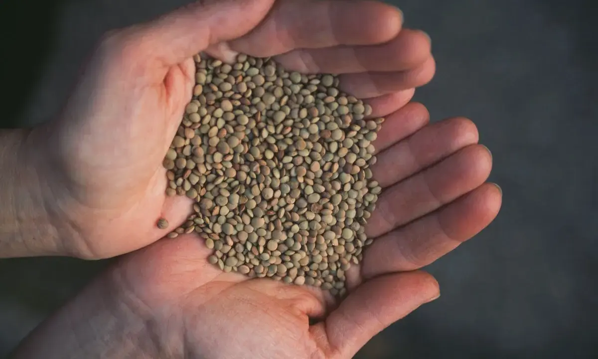 Hands cupping a pile of small, green lentils.