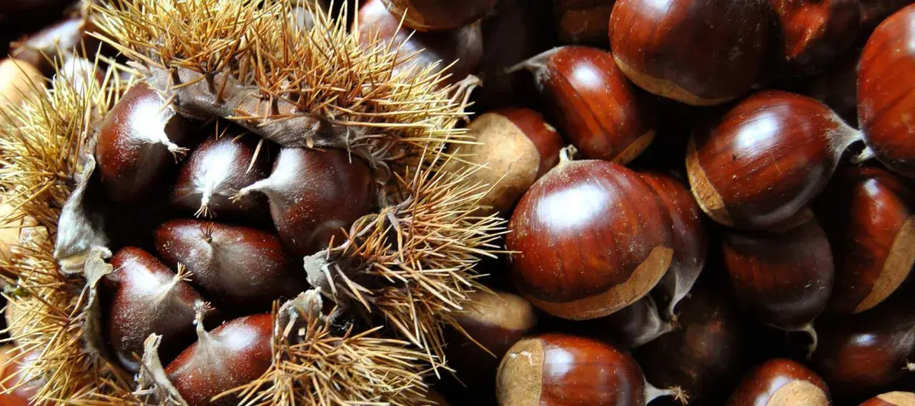 Castagne appena raccolte, alcune ancora nel loro riccio spinoso, altre pronte per essere gustate. Il loro significato è legato alla natura e alla stagione autunnale.