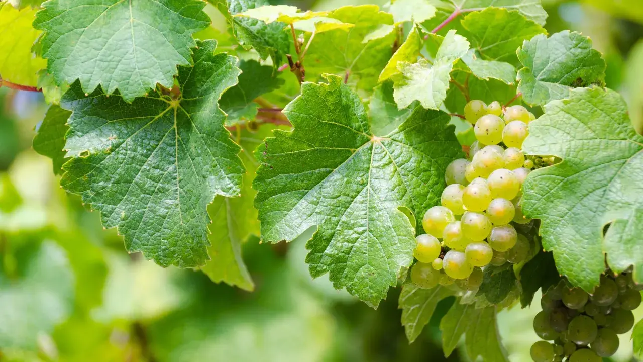 Grappoli d'uva bianca matura tra foglie verdi. Il loro **est est est significato** è la promessa di un buon vino.