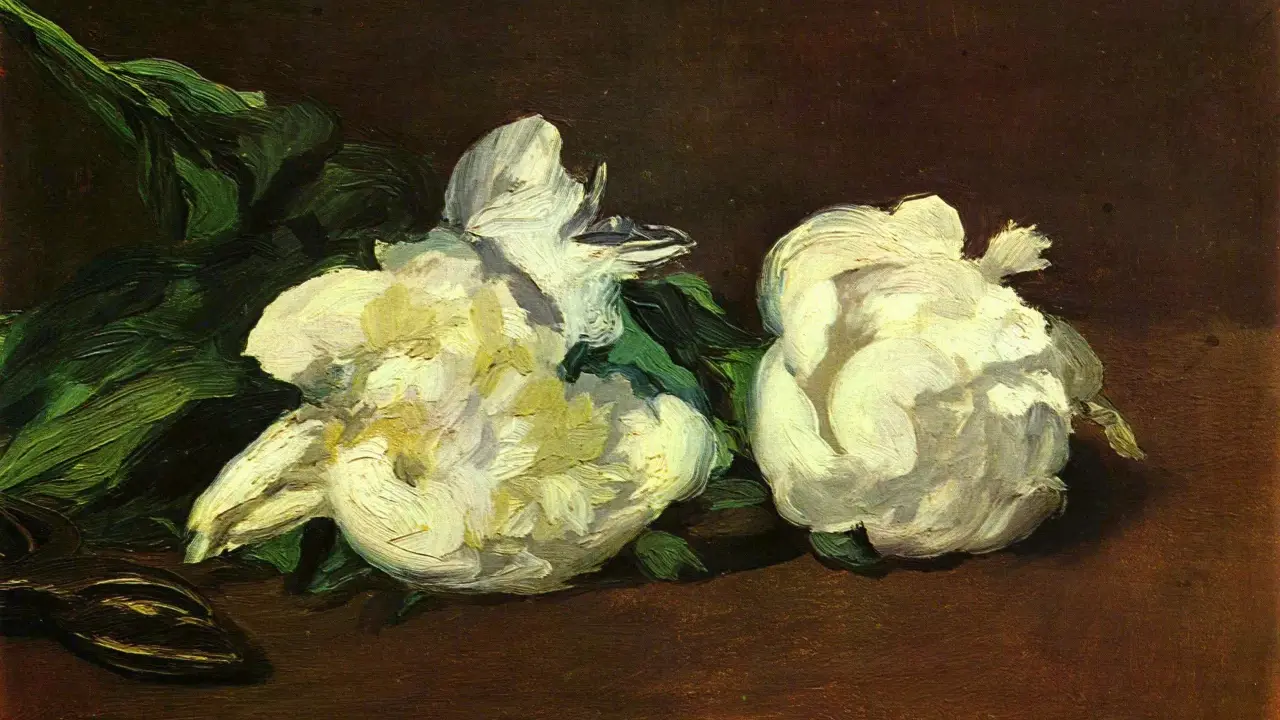 Due peonie bianche, una paronomasia di fiore, su sfondo scuro.