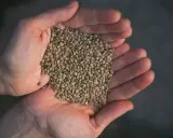 Hands cupping a pile of small, green lentils.