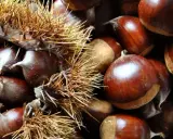 Castagne appena raccolte, alcune ancora nel loro riccio spinoso, altre pronte per essere gustate. Il loro significato è legato alla natura e alla stagione autunnale.