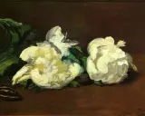 Due peonie bianche, una paronomasia di fiore, su sfondo scuro.