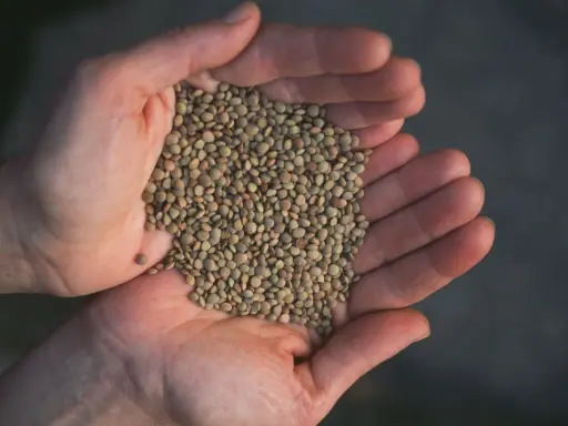 Hands cupping a pile of small, green lentils.