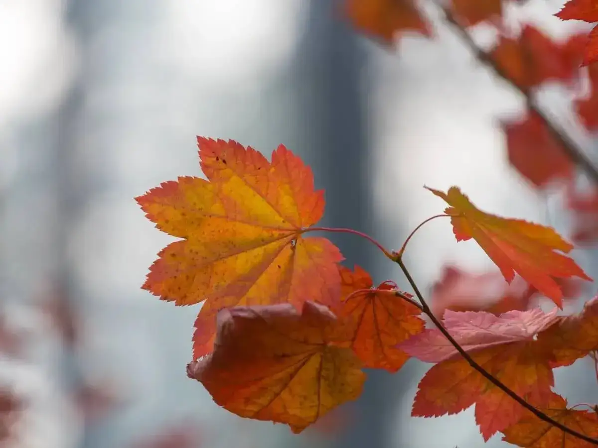 Foglie autunnali dai colori caldi, un riassunto di novembre sui pascoli.