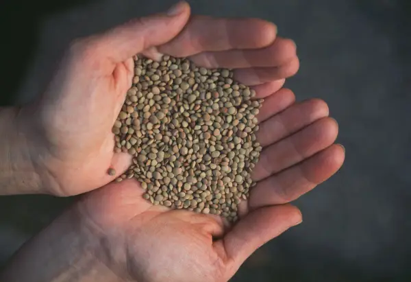 Hands cupping a pile of small, green lentils.